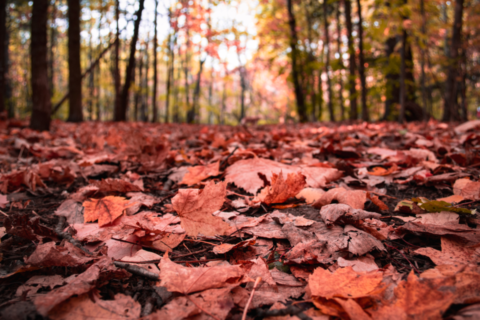 Red-brown autumn leaves on the ground of a forest, with the sun shining through the trees.